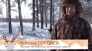Якутская охотничья лайка. Интервью Николая Гоголева