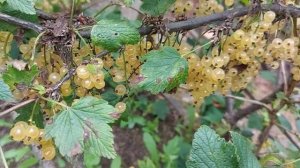 Богатый урожай белой смородины (5)