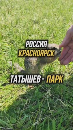 Татышев-парк в  Красноярске 😊 Он же Остров Сусликов 😜 #путешествия #путеводитель #красноярск