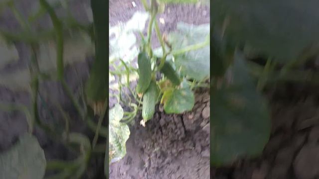 1000023315.mp4