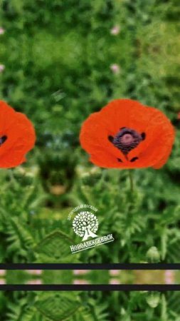 🌺 Новоалексеевск: выбор за вами! 
https://clck.ru/3FE57B