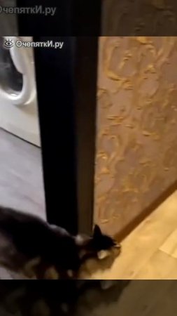 кот выгнал её парня 😅😅