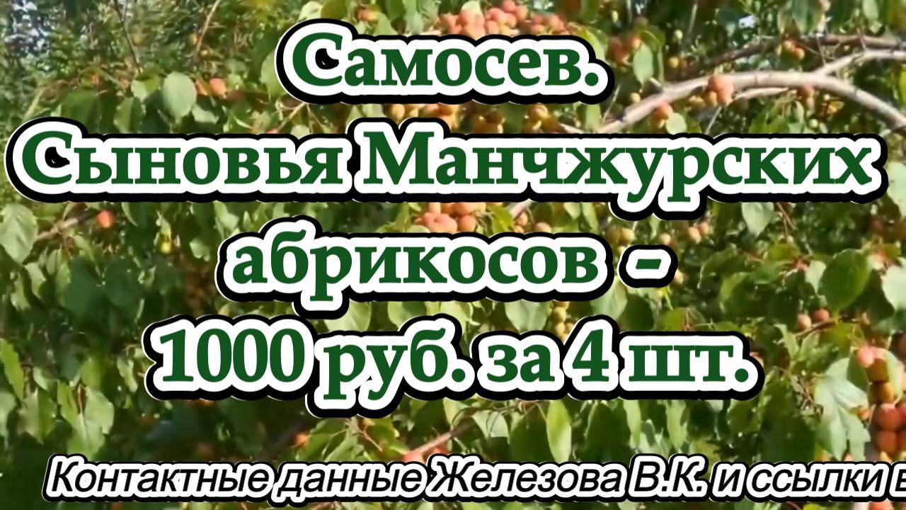 Самосев. Сыновья Манчжурских абрикосов  - 1000 руб. за 4 шт.