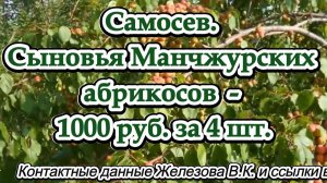 Самосев. Сыновья Манчжурских абрикосов  - 1000 руб. за 4 шт.