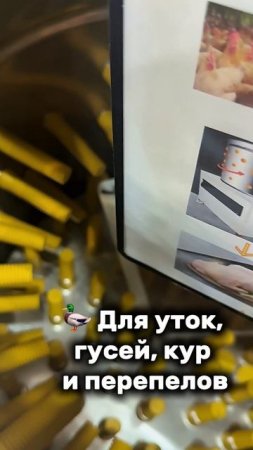 Ощипывает кур за 30 секунд — есть разные размеры!Хэштеги:  #ощипывательптицы #оборудованиедляптицы