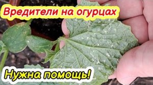 Вредители на огурцах: как распознать и эффективно бороться