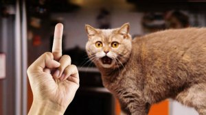 СМЕШНЫЕ КОТЫ 2025 ЛУЧШИЕ ПРИКОЛЫ С КОТАМИ, КОШКИ, КОТИКИ, СОБАЧКИ, СМЕШНОЕ ВИДЕО