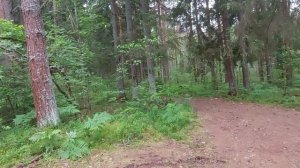 Собираем лисички и землянику.  Лес Телеши.