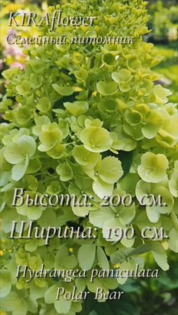 Гортензия Полярный Медведь – словно северное сияние
