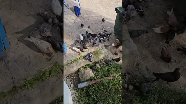 Утренний ритуал кормления