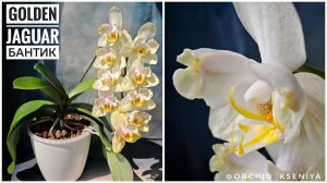 Phal. Golden Jaguar бантик 🐆 Домашнее цветение нежной орхидеи Голден Ягуар | Обзор сорта 🌼