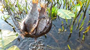 Жизнь в деревне | Удочная рыбалка. Укрепляю сарай