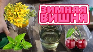 Зимняя вишня - крепкая зимняя настойка