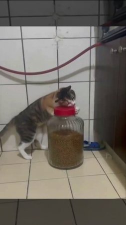 свсвс