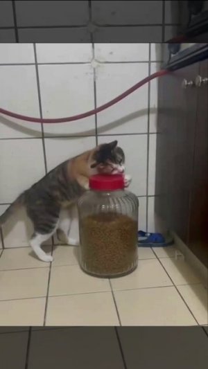 свсвс