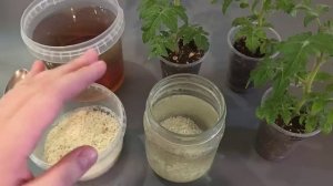 1 Капля и рассада заметно увеличиваются на глазах! Отличное удобрение для любой рассады, чтобы из...