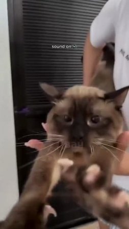 КОТИКУ ХОРОШО