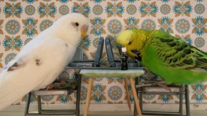 Эти забавные попугаи🦜🦜🦜😂