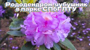 Рододендрон, чубушник в парке СПбГЛТУ