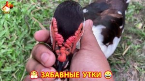 Забавные утки мускусные и пекинские на свободном выгуле ч.(110) ❣️🤗😂
