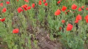 Маки в селе Павы Псковской области