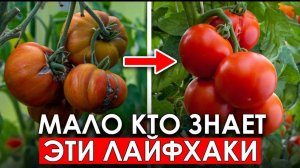 Никогда не миритесь с трещинами, пятнами и невкусными томатами! Ведь это можно исправить!