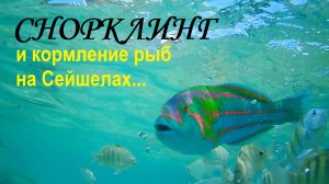 Снорклинг на Сейшелах. Кормим рыб на пляжах Кокос и Маррон