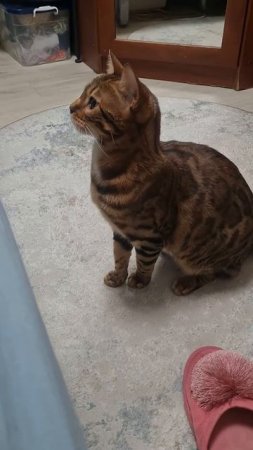 Бенгальская кошка. Леопарда