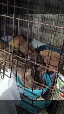 Уже прошел почти месяц как я забрала этих девочек из заброшенного сарайчика.