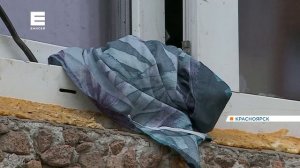 Больше десятка кошек спасли из закрытой квартиры в Октябрьском районе Красноярска