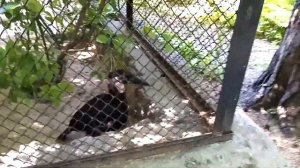 Птенцы абиссинских рогатых воронов как и все дети очень любопытные 27.06.2025