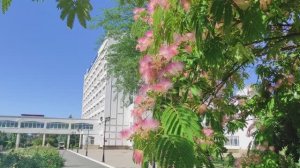 🌸Время цветения ленкоранской акации🌸