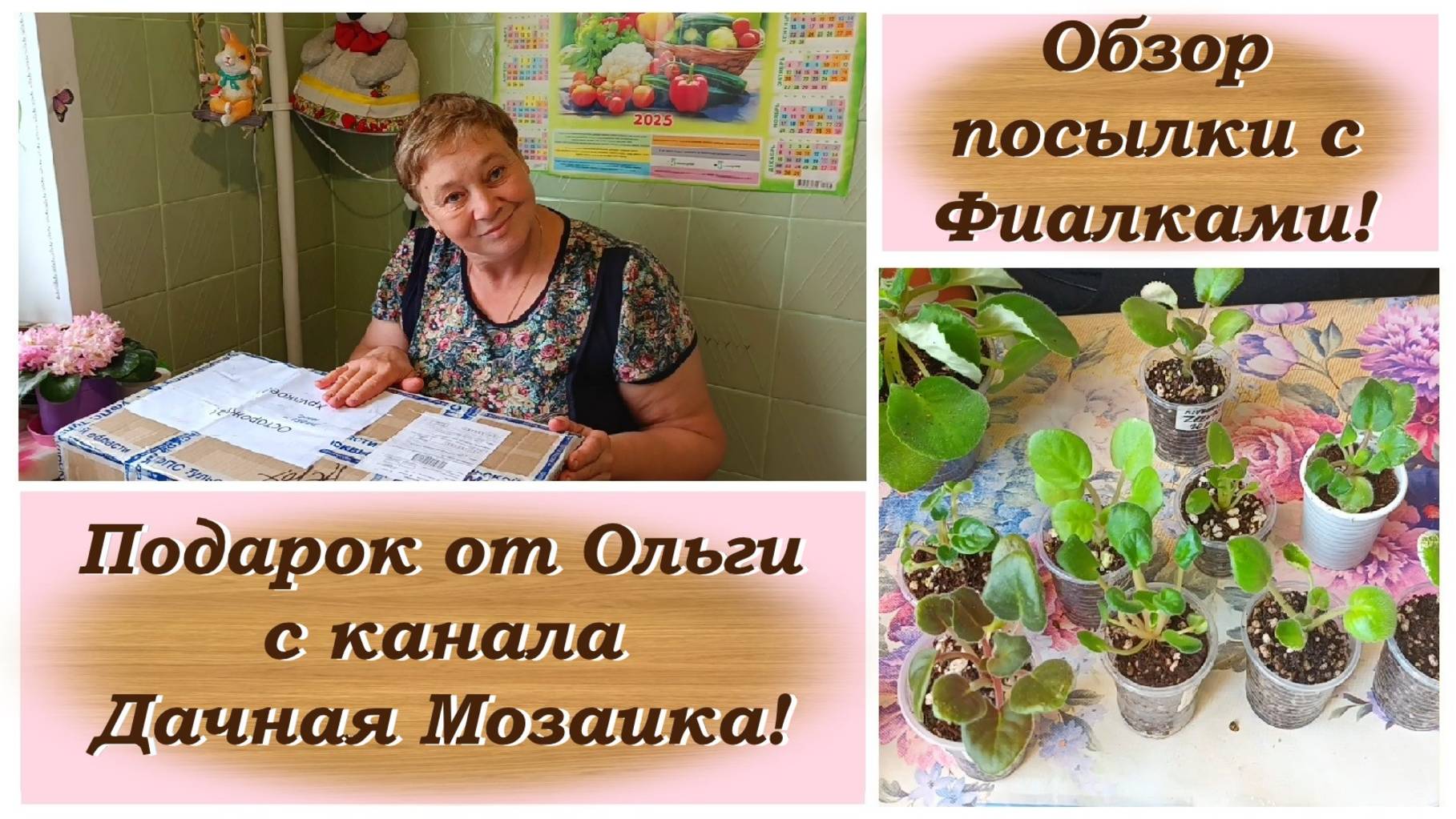 Обзор посылки с Фиалками! Подарок от Ольги с канала Дачная Мозаика!