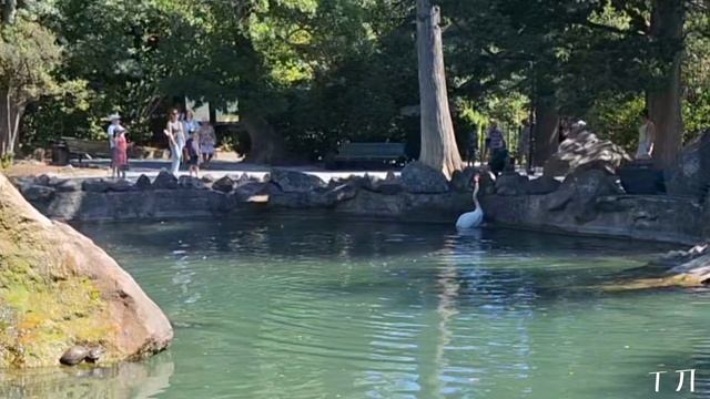 ЛЕБЕДИ ВОРОНЦОВСКОГО ПАРКА смотреть онлайн