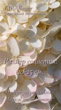 Гортензия Саммер Лав - маленький эльф, танцующий под музыку ветра.