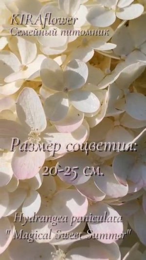 Гортензия Саммер Лав