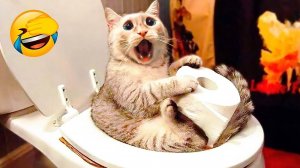 😹СМЕШНО ДО СЛЁЗ ▶ Приколы с кошками и котятами🔥
