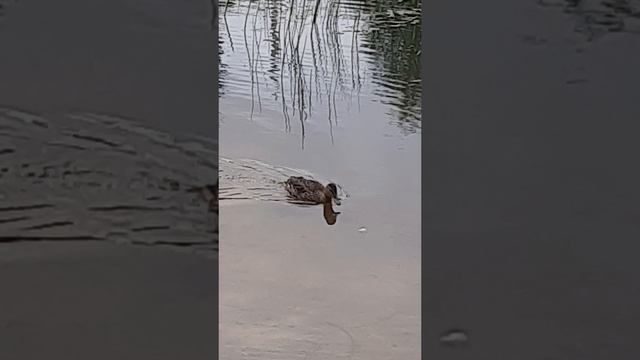 небольшое видео про уток