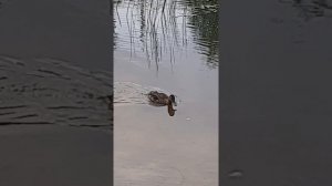 небольшое видео про уток