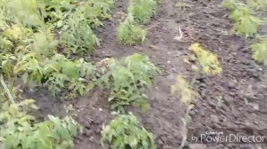 Похолодало, огородные работы.