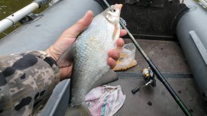 Рыбалка на горох, пшеницу, джерки и ратлины и ещё отводной. Конец Июня.