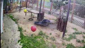 мясо на обед 01.07.2025