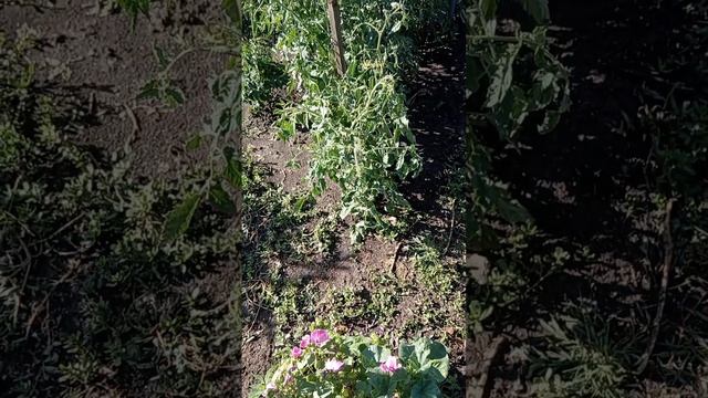 01 июля. Дождик нам в помощь.