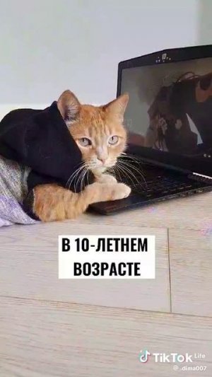 У ково есть котик тот поймёт