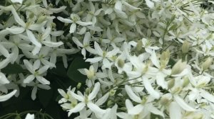 Клематис Белая Пена