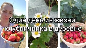 Один день из жизни клубничника в деревне