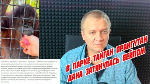 В "Парке львов "Тайган" орангутан Дана затянулась вейпом!