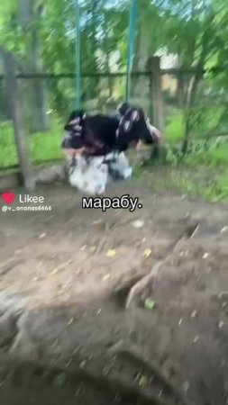 Снять такое же?