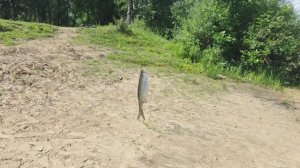рыбалка на себеля