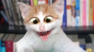 Приколы с котами! Смешные коты - Самые смешные животные С ОЗВУЧКОЙ! Ржака!!